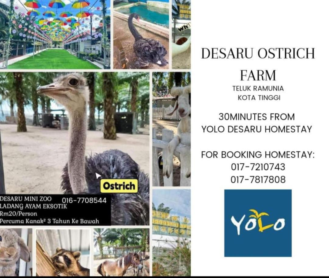 Desaru Homestay-Eva Villa Pool Homestay By Yolo Resort Bandar Penawar Eksteriør billede